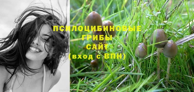 Псилоцибиновые грибы Magic Shrooms  где продают   Сосновка 